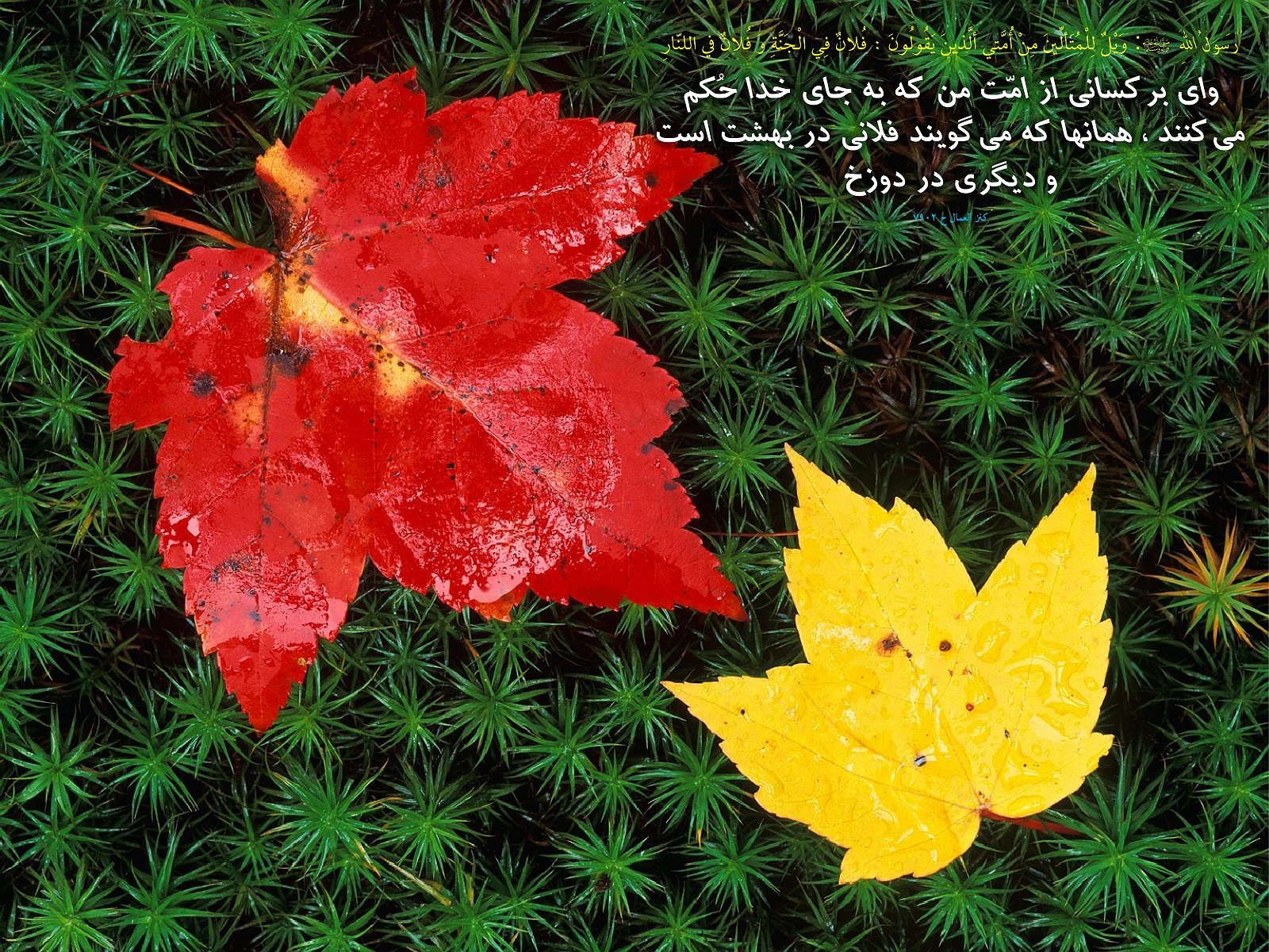 IMAGE(http://askdin.com/sites/default/files/gallery/images//2937/1_1_H__61_.jpg)