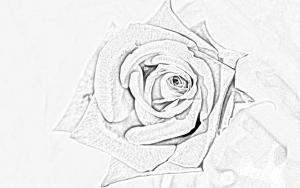 IMAGE(http://askdin.com/sites/default/files/gallery/images//3554/medium/1_rose2.jpg)