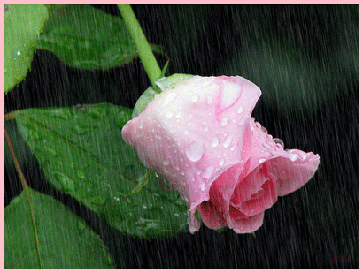 IMAGE(http://askdin.com/sites/default/files/gallery/images//378/1_Baran.gif)