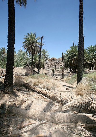 IMAGE(http://askdin.com/sites/default/files/gallery/images//514/1_zahra_20_7__1_.jpg)