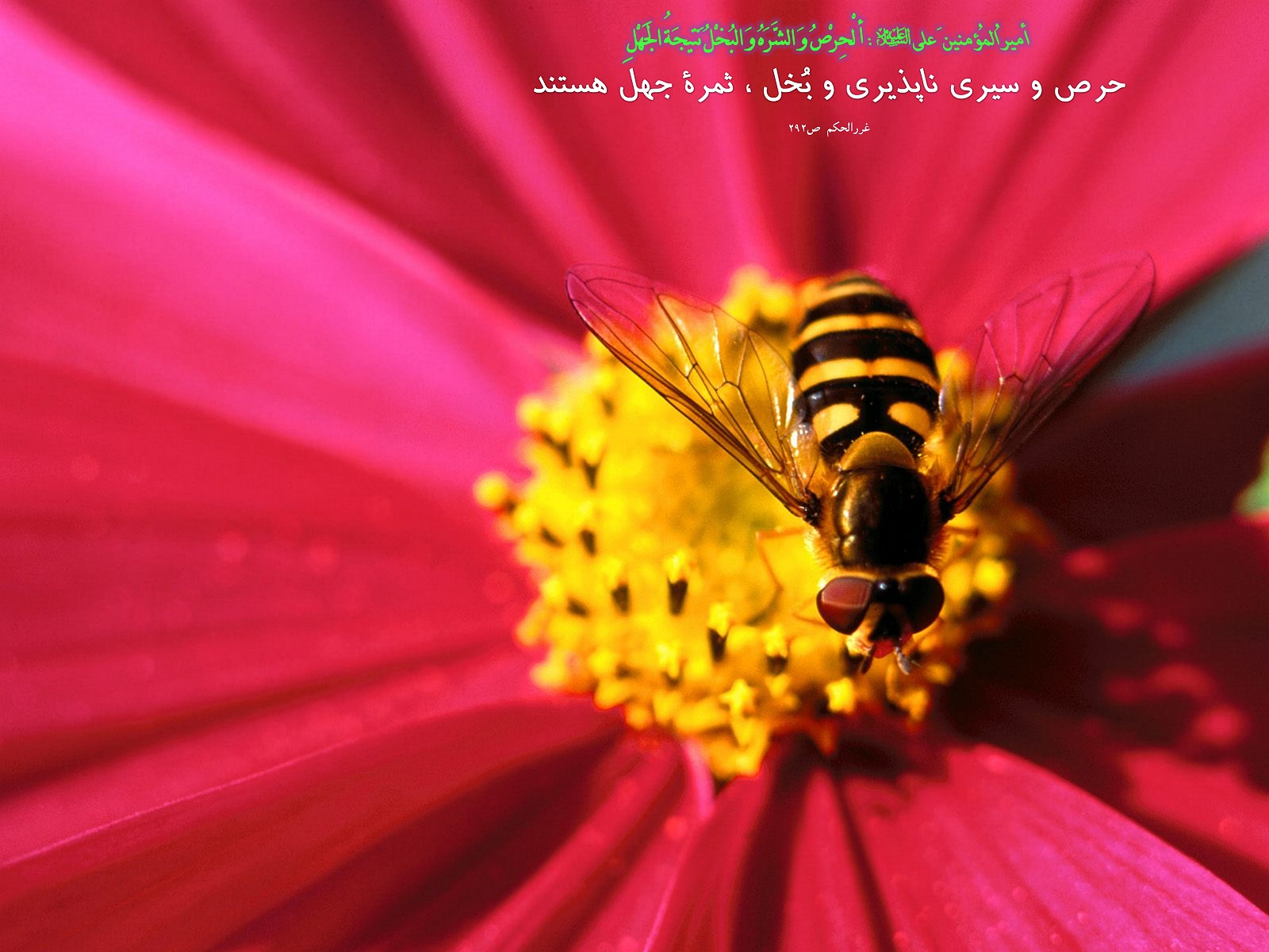 IMAGE(http://askdin.com/sites/default/files/gallery/images//594/1_810_Hadis_102.jpg)