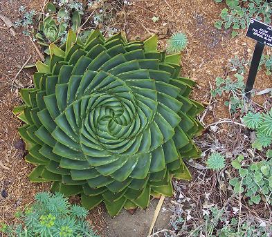 IMAGE(http://askdin.com/sites/default/files/gallery/images//594/1_961_aloe_polyphylla2.jpg)