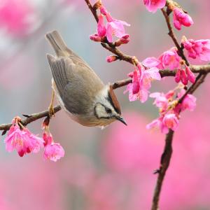 IMAGE(http://askdin.com/sites/default/files/gallery/images//8087/medium/1_bird-at-spring.jpg)