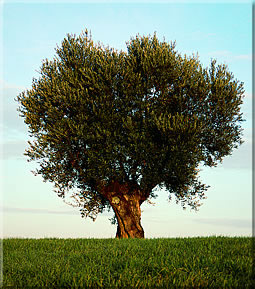 IMAGE(http://askdin.com/sites/default/files/gallery/images//8607/1_old-olive-tree.jpg)