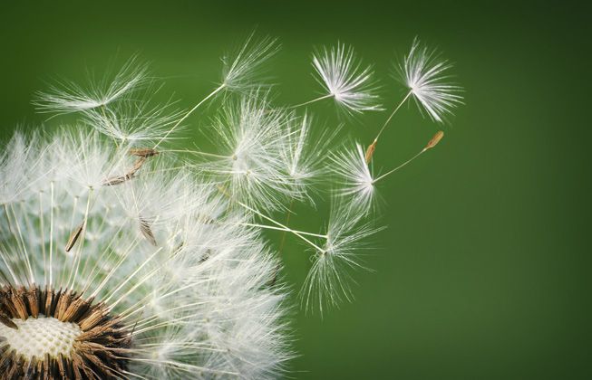 IMAGE(http://askdin.com/sites/default/files/gallery/images/27370/1_Dandelion-Blowing-Away-Green-Background.jpg.653x0_q80_crop-smart.jpg)