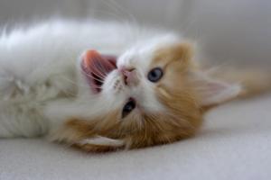 IMAGE(http://askdin.com/sites/default/files/gallery/images/31436/medium/1_42__________.jpg)