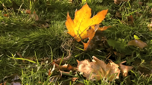 IMAGE(http://askdin.com/sites/default/files/gallery/images/31824/1_0928a-496.gif)
