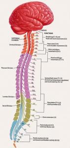 IMAGE(http://askdin.com/sites/default/files/gallery/images/61791/medium/1_spinal_cord.jpg)