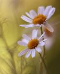 تصویر مزرعه طلا